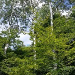 BERTRAM-PLANT-WILDLIFE-LISA MOIS-TALL BIRCH