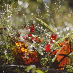 bertram-plantlife_wildlife-paul lundberg_morning dew