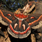crecropia moth