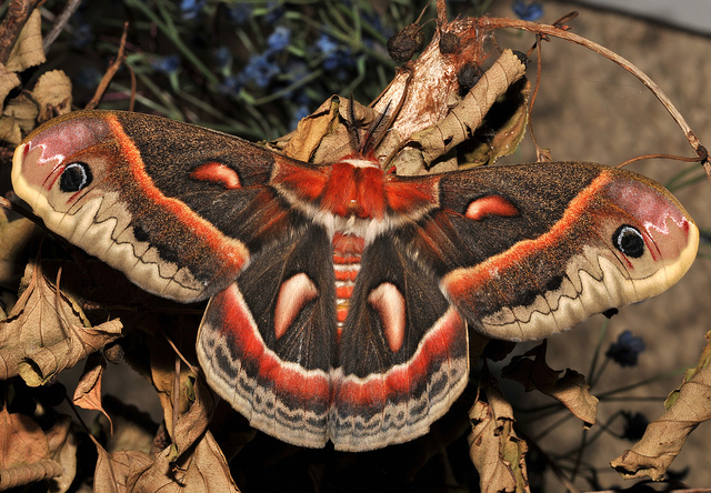 crecropia-moth.jpg